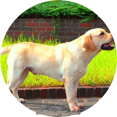 英国輸入ラブラドール